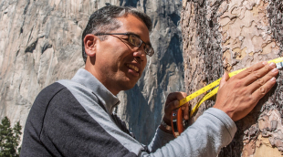 Patrick Gonzalez measures a tree at Yosemite National Park.