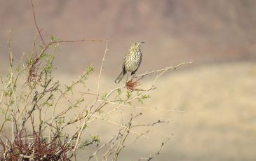 Bird in Mohave Desert sitting on a branch