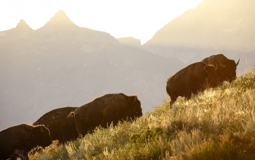 Four bison climbing up a hill